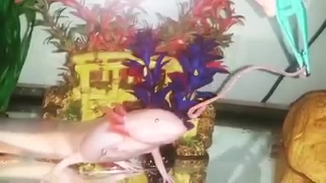 Bizarre creature demolishes worm!