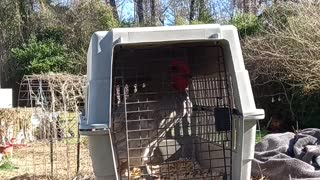 Rooster Feeling Good