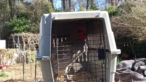 Rooster Feeling Good