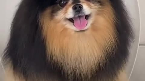Dog Health and training tips