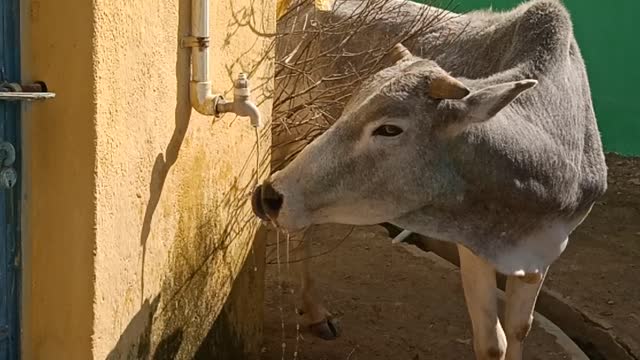 Best Funny Animal Videos Of The 2021