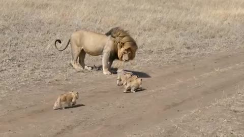 Lion dad tries to ditch his kids