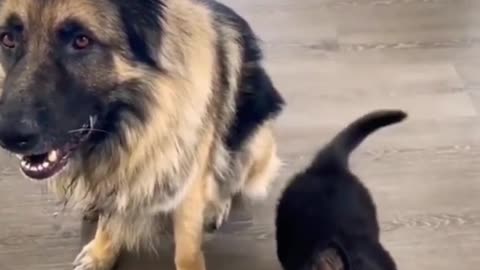 Trending | Dog Training | Smart Dog🐶😀