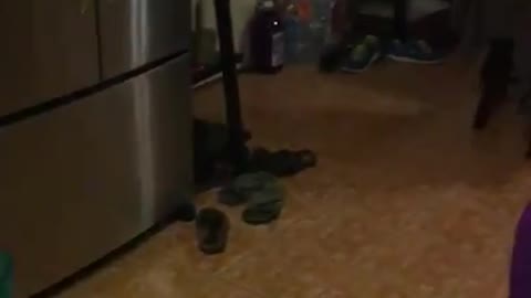 Teen dying laughing at dog trick