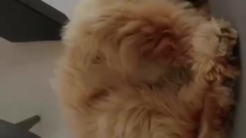Why Are You So Cute 😍 | Cutie Puppy | Lovely Dogs | Must Watch Video