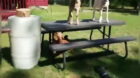 TOP Youtube Funny Animals 🤣🤣🤣