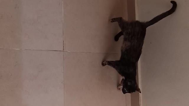 Cute cat drinks milk with bread after she is hungry