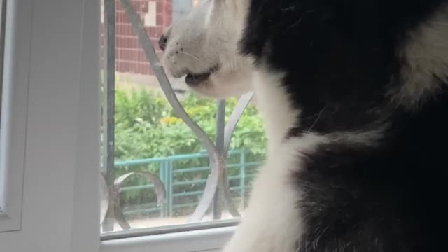 Husky keeps his eyes on more than one dog