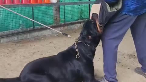 Dogs lovers putbullg