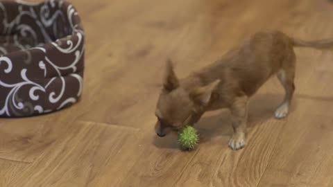 longhaired chihuahua dog plays very funny with a green chestnut