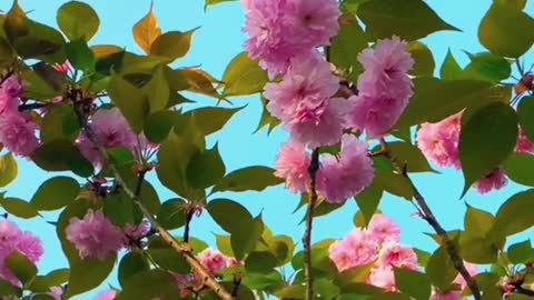 beautiful flower
