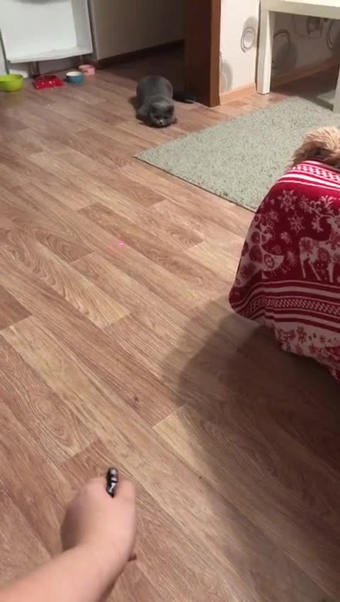 Забавы с кошкой