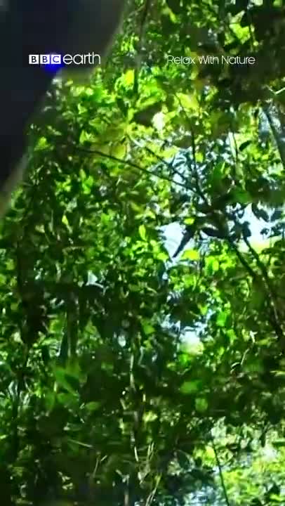 Letting Go With Lemurs