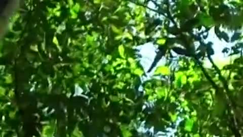 Letting Go With Lemurs