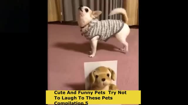 Cute and cuddly pets compilation 5