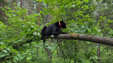 Luna the pantera in the Siberian jungle