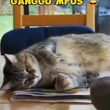 Mischievous Bird and Orange Cat