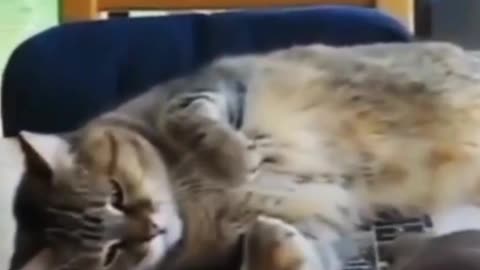 Mischievous Bird and Orange Cat