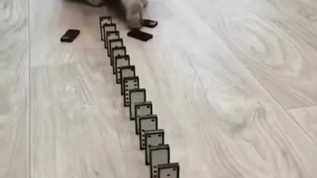 kittens cats meowing #shorts #funny cats