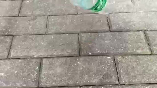Golden retrievers are not as smart as other dogs. Does it get angry?