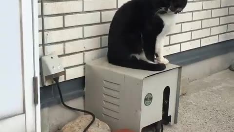 Gin-san shaking with a blower