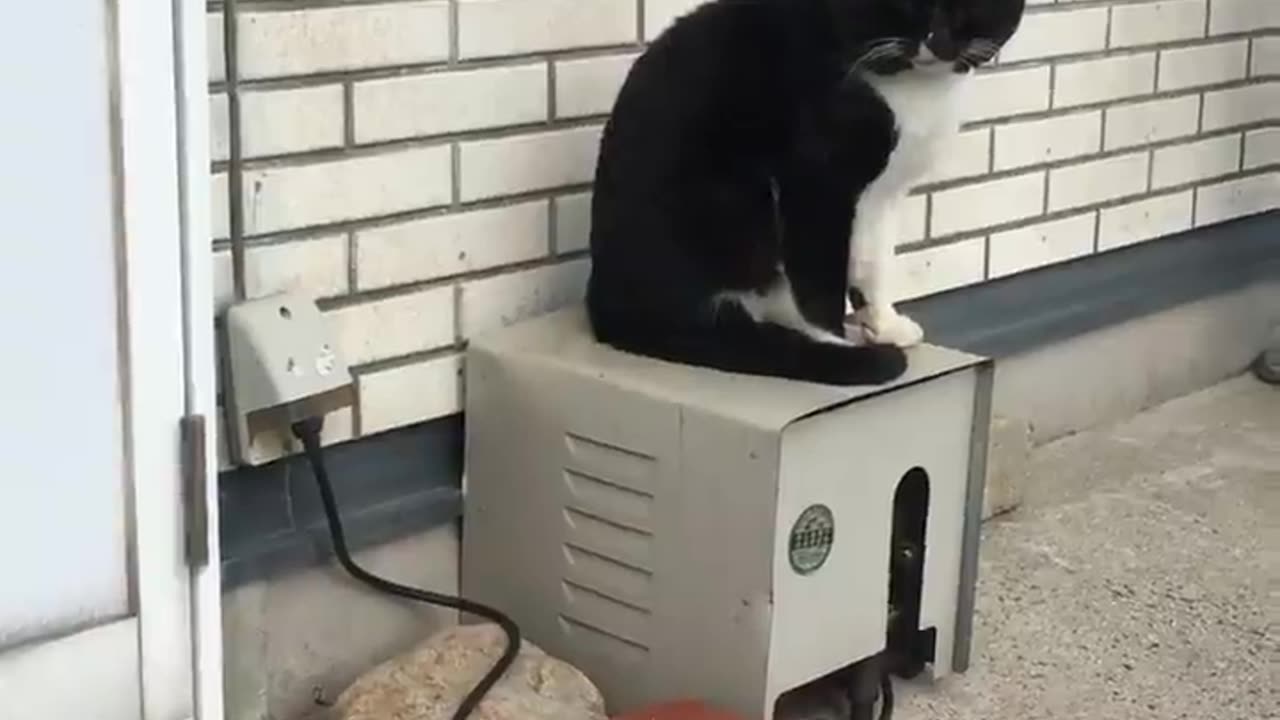 Gin-san shaking with a blower