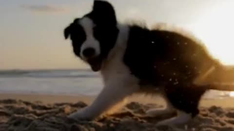 Cute puppy playing with Ball