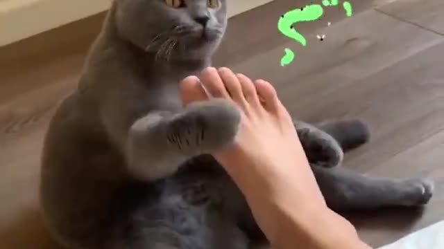 😯OMG cute funny 🤣cat video😂😂👌