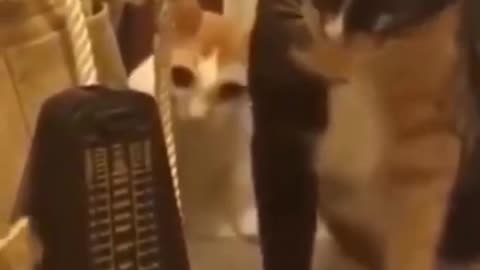Cat reaction towards ticks