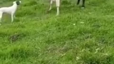 - shorts - funnyvideo - funnyvideo - très_drôle_2022