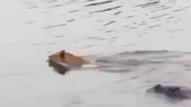 Tiger swam across the river and stalked by crocodile..