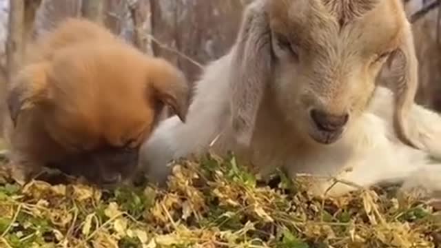 Cute puppy sleeping with sheep, what a harmonious scene