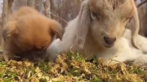 Cute puppy sleeping with sheep, what a harmonious scene