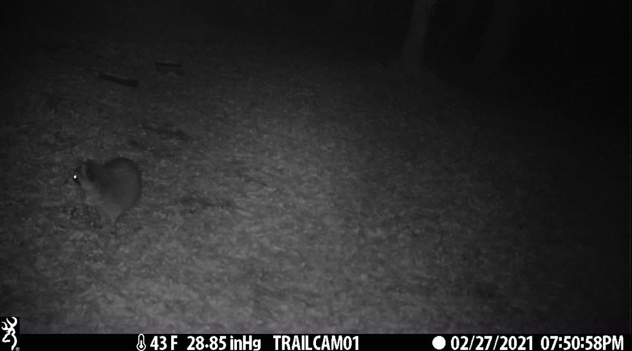 Great Capture of Raccoon Hanging Out Near Trail Cam