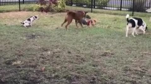Dogs are our best friends