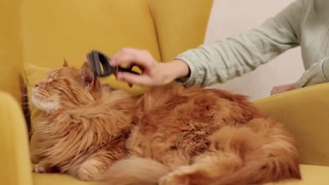 Baby Cats - Cute and Funny Cat Videos Compilation #34 | Aww Animals