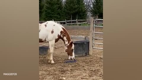 Funny dogs 🐕 😄 🤣