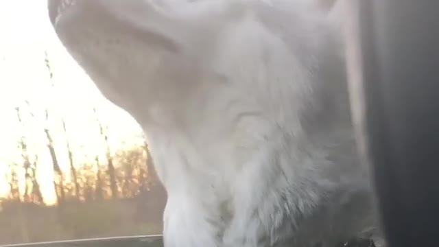 Stubborn Husky Dog Videos 😁😇 Best Funny Animal Videos 2022 😺 Funny Dog Videos 2022 😁