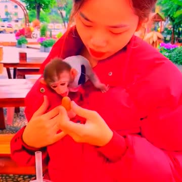 Adorable Monkeys, animal, monkey, pets, funny animals, smartest animals, lovely monkey #20