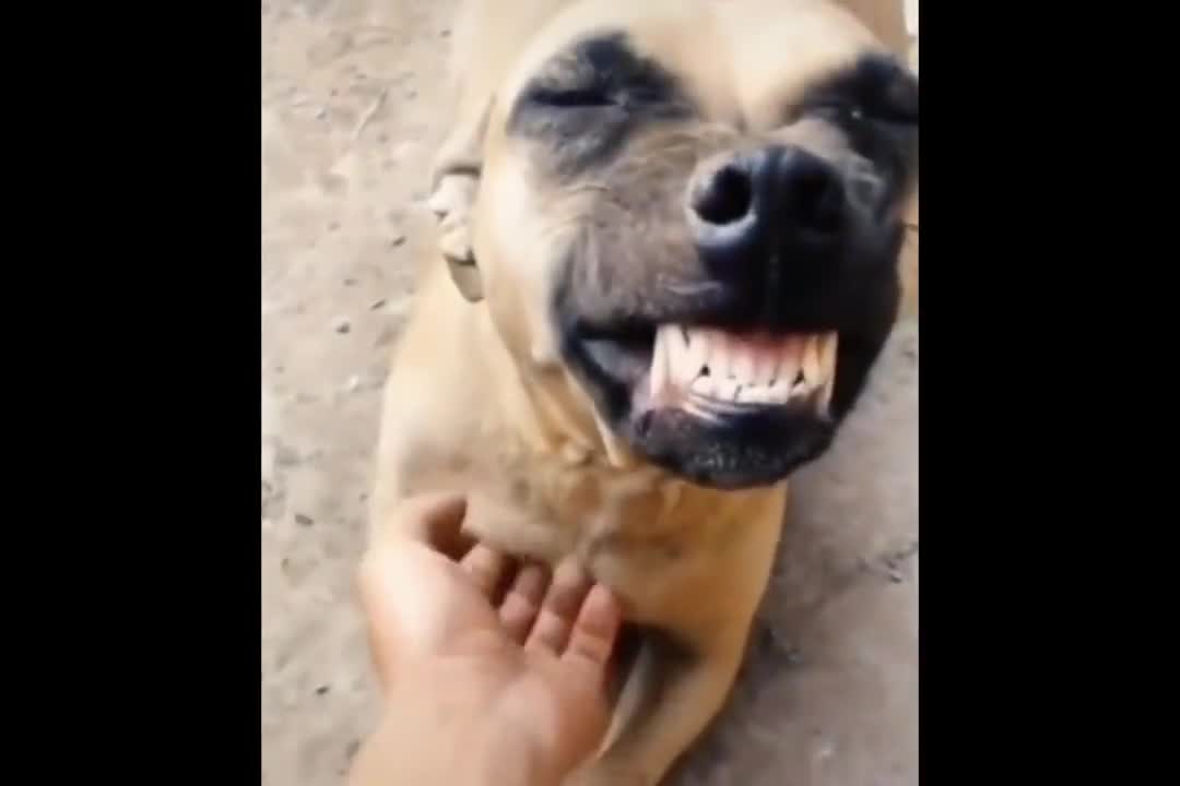 Dogs are the most loyal friends of human beings