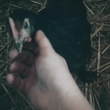 Coco likes petting. My friendly hens 🐔🤍