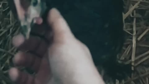 Coco likes petting. My friendly hens 🐔🤍