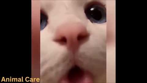FUNNY CAT VIDEO