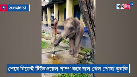 Baby elephant pumps tube well to drink water in viral video from Toronto Canada