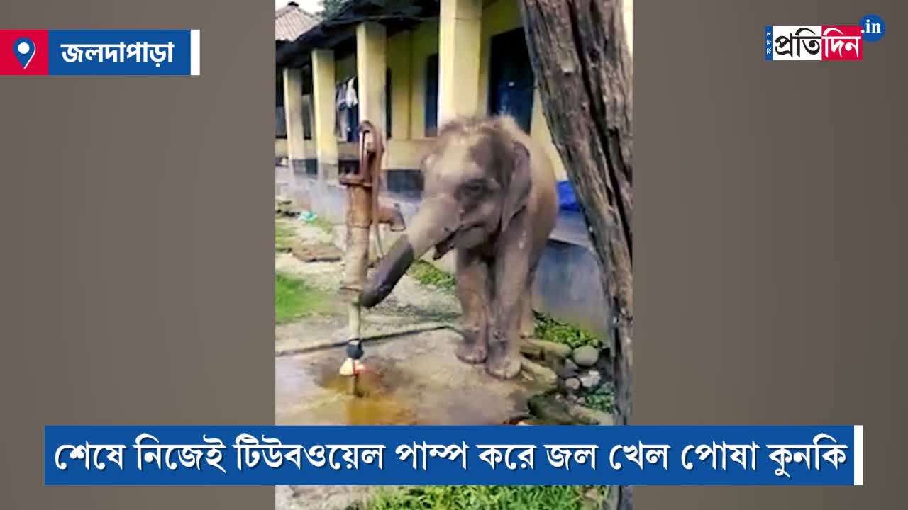 Baby elephant pumps tube well to drink water in viral video from Toronto Canada