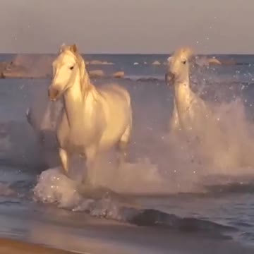 White horses