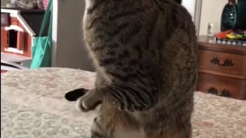 Baby Cats - Cute and Funny Cat Videos Compilation pt16 - Cute cats of the world