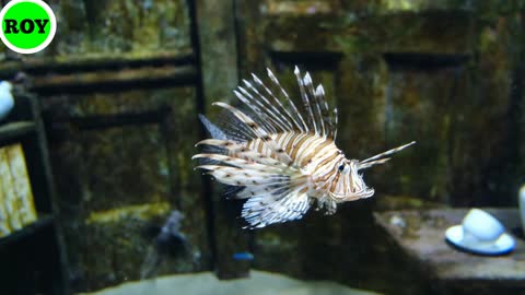 Watch the video of beautiful different colored fish