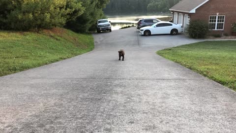 Chocolate Lab Puppies