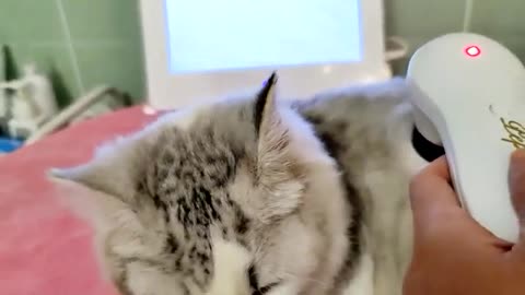 Cute kitten is in a good mood